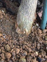 1ヶ月前 カミキリ虫がいたユズとレモンの木の地際におがくずが樹液で固められ Yahoo 知恵袋
