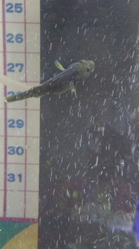 青イソメの飼育について ５日程度前からイソメを飼育し始めたのですが毎日何匹か死 Yahoo 知恵袋