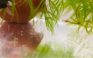 水槽 白いカス ウーパールーパー 水槽 白いカス Jpluongwoluwall