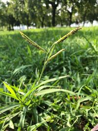 以下を英訳してください もし 明日晴れてて公園に行くことになっ Yahoo 知恵袋