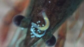 ザリガニ 寄生 虫 寄生虫で失明も ザリガニに潜む寄生虫とは