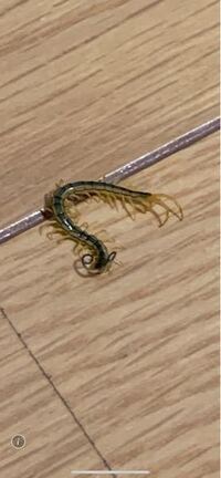 緊急緊急緊急 このようなムカデ の赤ちゃんが今日自室に大量発生しま Yahoo 知恵袋