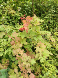 北海道で見かけた植物です 何という名前かわかりますか 写真の赤い実の Yahoo 知恵袋