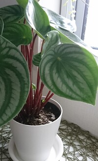 観葉植物を外に出して育ててるんですが葉が全部萎れてます 寒さにやられたと思 Yahoo 知恵袋