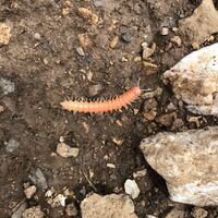 このピンク色のムカデのような生き物は何でしょうか ヤスデの Yahoo 知恵袋