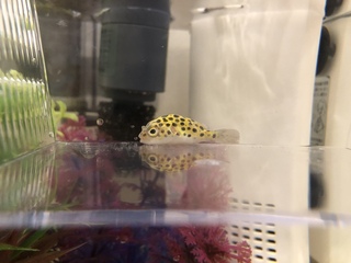 緊急 ミドリフグが瀕死です 飼い始めて3ヶ月になるミドリフグの Yahoo 知恵袋