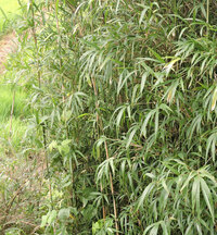 添付の写真の竹の種類を教えてください こんな写真から分かるでしょうか 場所 Yahoo 知恵袋