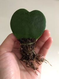 ハイドロカルチャー100均で買ってきた観葉植物 コルディリネ パキ Yahoo 知恵袋