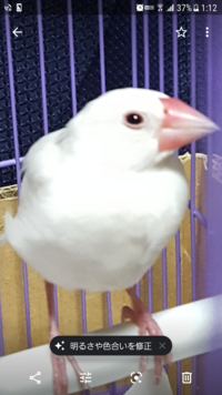 文鳥が雄か雌かわかりません 生後3ヶ月の買ってすぐの白文鳥です Yahoo 知恵袋