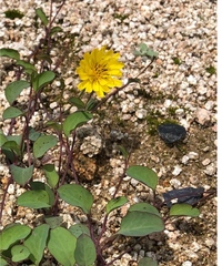 教えてください 花を手向ける 花を供える 使いわけがいまいちはっ Yahoo 知恵袋