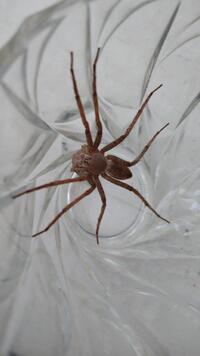 昆虫画像苦手な方ご注意下さい 蜘蛛について詳しい方 この蜘蛛は Yahoo 知恵袋