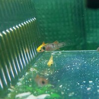 熱帯魚の稚魚の名前を教えてください 今 私の家ではミッキーマウスプラティ Yahoo 知恵袋