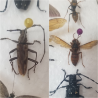 家の中にいたのですが 何という虫でしょうか カミキリム Yahoo 知恵袋