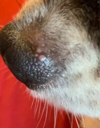 うちの飼ってる犬 チワワ の鼻にできもの が出来ています 元々なかっ Yahoo 知恵袋