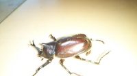 カブトムシについて質問です 昨日カブトムシが交尾していました 交尾が終わってで Yahoo 知恵袋