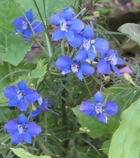 この花はなにですか ツブツブの青い花が咲いてました これはなにですか Yahoo 知恵袋