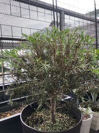 ブラシノキ 金宝樹 を育てています 購入してすぐ根詰まりしていて 植え替えまし Yahoo 知恵袋