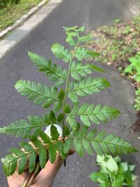 このシダ植物は何という種類でしょうか イヌワラビかな Yahoo 知恵袋