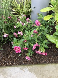 ペチュニアなど 鉢に植えてこんもり咲くタイプの花 地植えには 庭に Yahoo 知恵袋