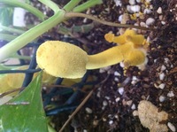 ポトスの花を見たことがないのですがブログに花が載っていました Yahoo 知恵袋