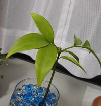 観葉植物の葉が黄色っぽくなり色がくすんできました 今まではきれい Yahoo 知恵袋