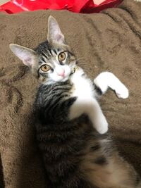 サバネコは大衆猫ですか 間違いなく安い大衆猫ですよ Yahoo 知恵袋