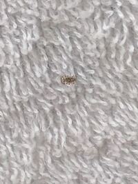 中国語でなんと訳すか教えてください ハンドウォーマー ブラン Yahoo 知恵袋