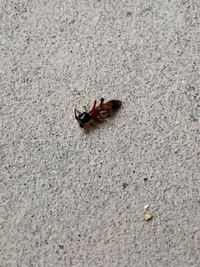 ちはやふるは 太一とくっつくか はぐらかしエンドですかね 作者の太一萌え Yahoo 知恵袋