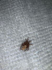 家のなかに白い小蜘蛛が無数にいます ｶｰﾃﾝか冊子に蜘蛛が卵生んだようです Yahoo 知恵袋