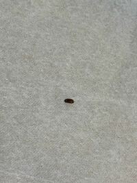 台所に小さい虫が湧いて困っています この虫何の虫か分かりま Yahoo 知恵袋