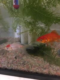 初めて金魚を飼いました 昨日一匹もらってきて今日お店でかってきた金魚を Yahoo 知恵袋