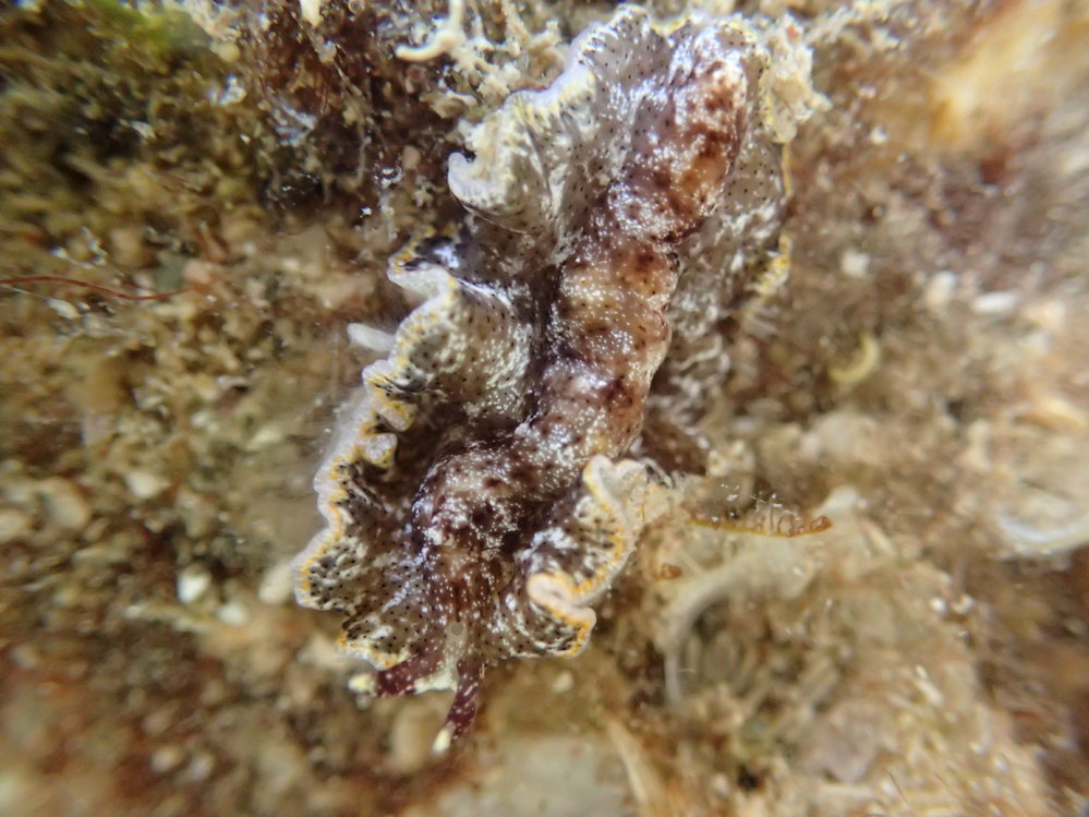 ヒラムシ あつもり