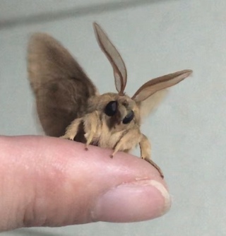 この蛾の名前を教えてください とっても可愛いので名前が知りたいです 鼻 Yahoo 知恵袋