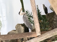 こちらの鳥はなんでしょうか 神社にいました 神社や寺で動物を見ると縁起が良 Yahoo 知恵袋