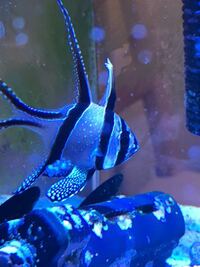 飼ってる海水魚のヒレがボロボロになってしまいました 病 Yahoo 知恵袋