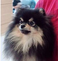 Btsのメンバーが飼っている動物と名前を教えてください ヨンタ Yahoo 知恵袋