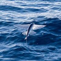 トビウオ釣りはどうやって釣るのでしょうか サーフで青物 ヒラメ釣りの外 Yahoo 知恵袋