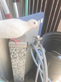 この鳩はアルビノですか？ - 違います、そういう種類のハトです、... - Yahoo!知恵袋