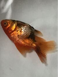 金魚が底でずっと横になっています 息はしているのですが可哀想な姿にな Yahoo 知恵袋
