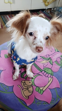 里親募集で連れて帰ったのですが チワックスとしか聞いていません チワックス Yahoo 知恵袋