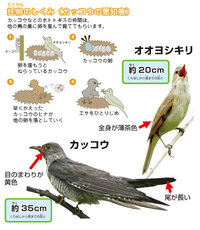 托卵鳥のホトトギスって夜中中ずっと鳴くけれど 飛びながら鳴いているん Yahoo 知恵袋