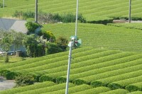 なぜ茶畑に扇風機があるのですか お茶の栽培には山間地が適して Yahoo 知恵袋