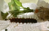飼育ケースで飼っていた蝶の幼虫がさなぎになってもう２週間くらい経ちますが羽化し Yahoo 知恵袋