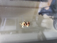 ２０年ほど前に土に埋めたハムスターの骨が 庭掃除のため掘り起こ Yahoo 知恵袋