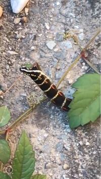 庭のツタ ヘデラ に芋虫が 画像ありますので注意 東京都内 Yahoo 知恵袋