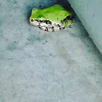 ベランダに住み着いているようなのですが何カエルですか あとベランダにヤモリ Yahoo 知恵袋