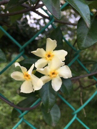 花の名前について写真の花の名前を教えてください 甘い香りのする花です とに Yahoo 知恵袋