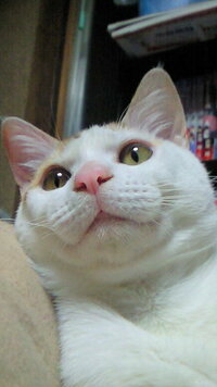 猫のベンツマーク 猫の鼻からマズルに掛けてのωの部分（ベンツマークみたいですよね！）が大好きです（*＾□＾*）
猫ちゃんによってもそれぞれ形やぷっくり感が全然違って個性がありますよね☆

皆さんのおうちの猫ちゃんのベンツマークを是非拝見させてください♪
うちの猫はピンクに白のベンツマークです。