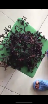 英語で 海藻ってseaweedだけど のりとかワカメとかそれぞれの英語は無い Yahoo 知恵袋