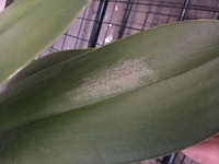 少し葉焼けした葉の胡蝶蘭は元気になるには方法有りますか 知らずに葉に水をやった Yahoo 知恵袋